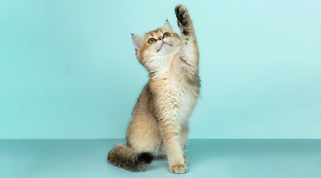 Kitten reaching its paw into the aky