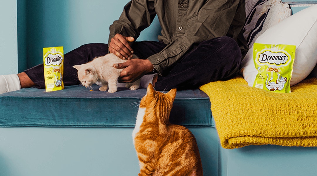 A man with 2 cats, A small cat being petted and a ginger cat peeking
