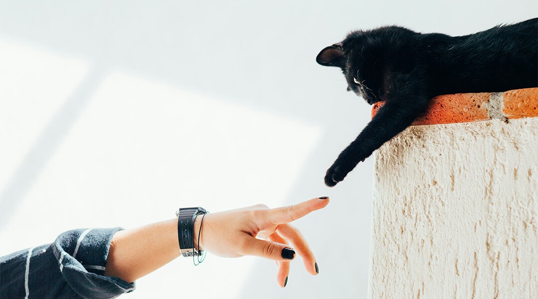 Tricks to teach your cat: a black cat’s stretched paws pointing at their owner