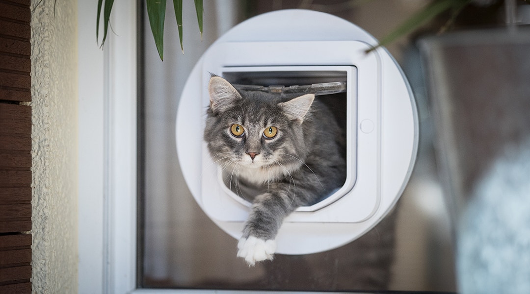 Grey Cat using a cat flap