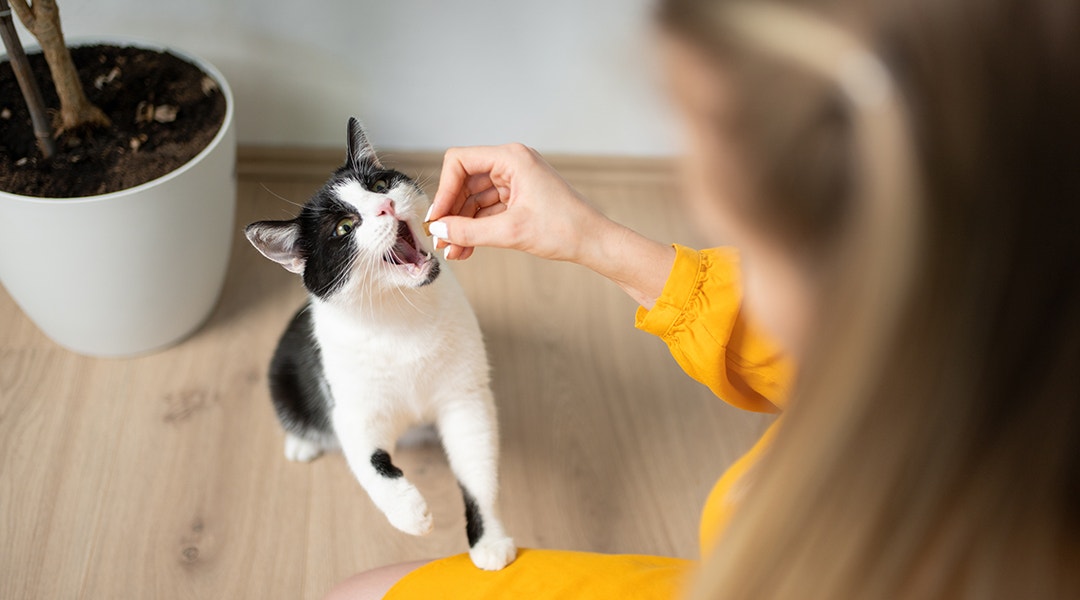 Cat receiving a treat