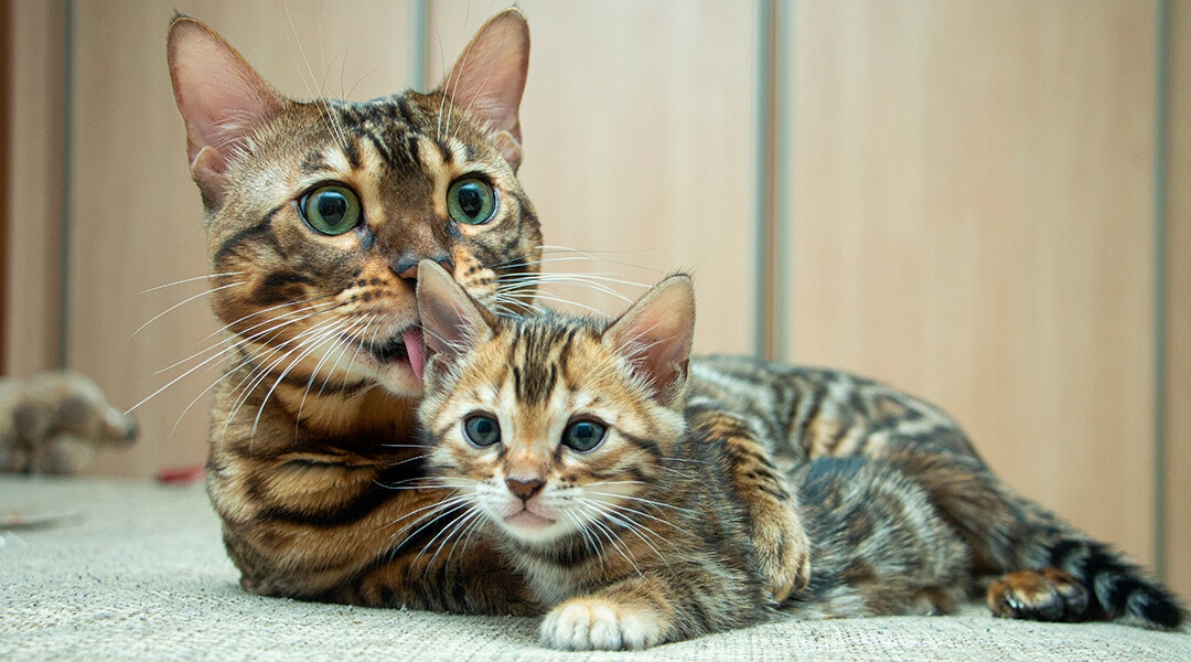 An adult cat with a kitten