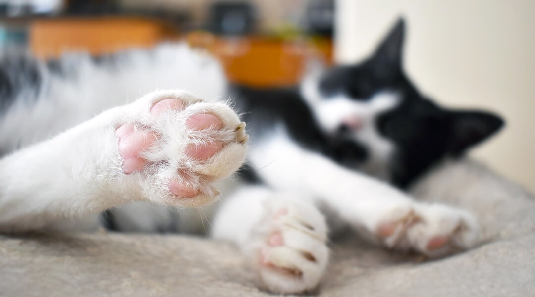 Cat Sleeping with paw outstretched, showing tiny toe beans