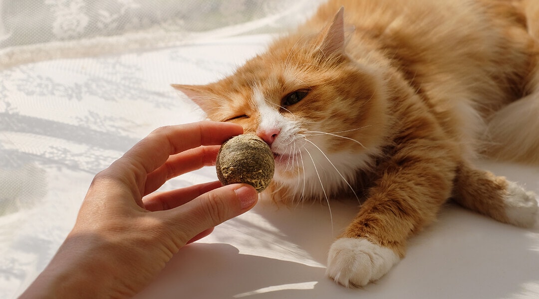 Cat smelling a Catnip ball