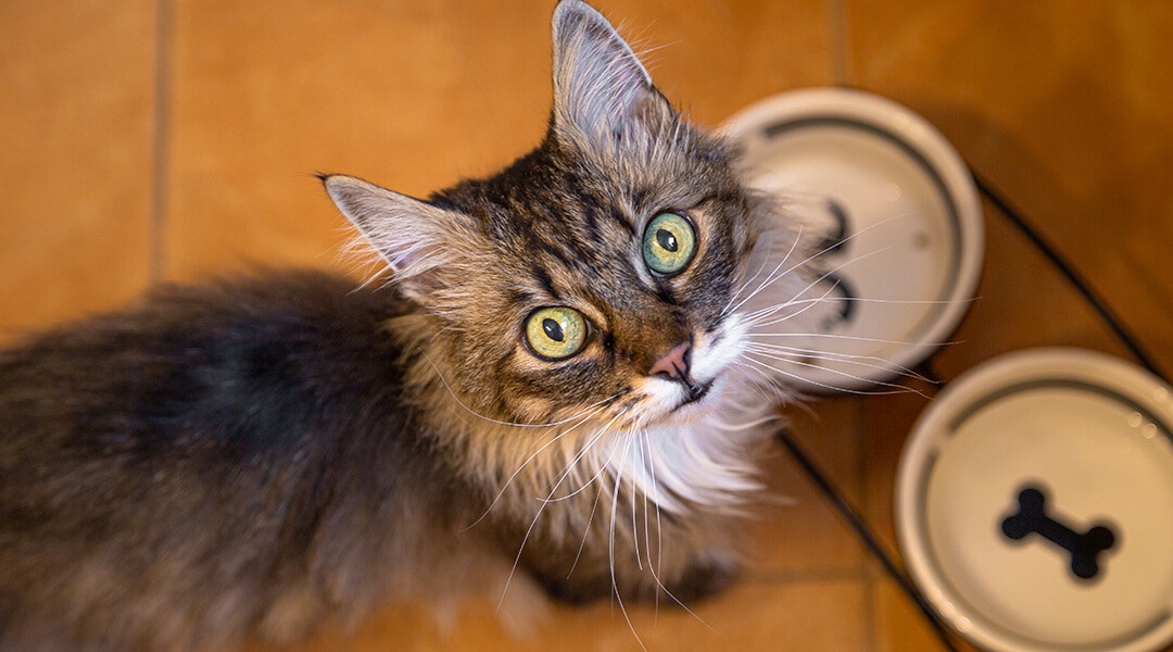 Hungry cat with an empty food bowl.
