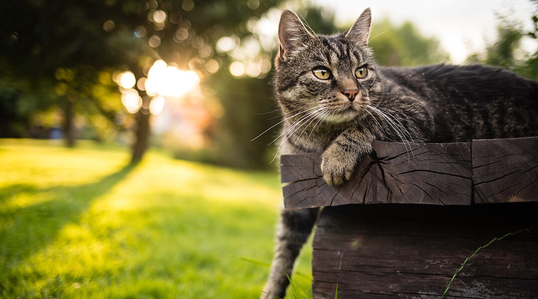 Cat outdoors lying on wooden bench