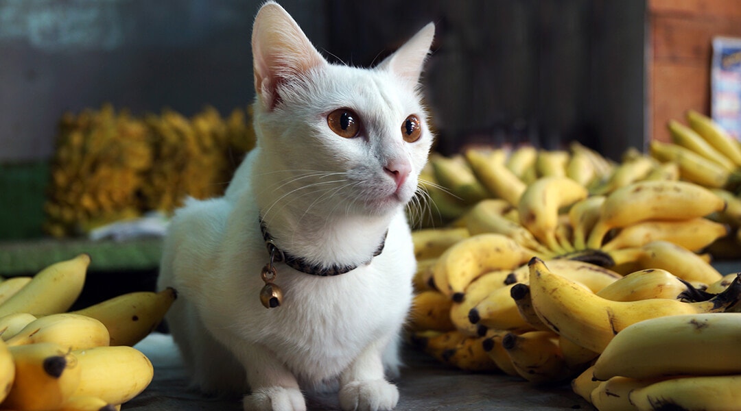 White Cat surrounded by bananas