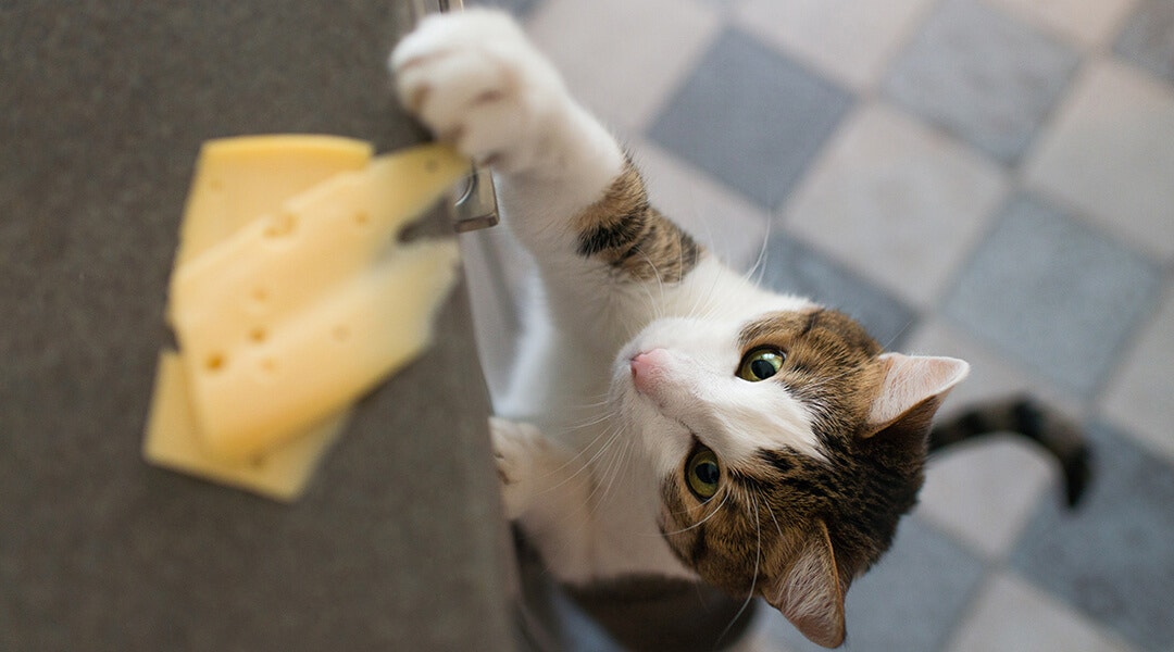 Cat trying to reach out for a piece of cheese