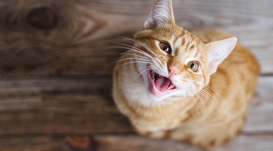 Cat yowling at home