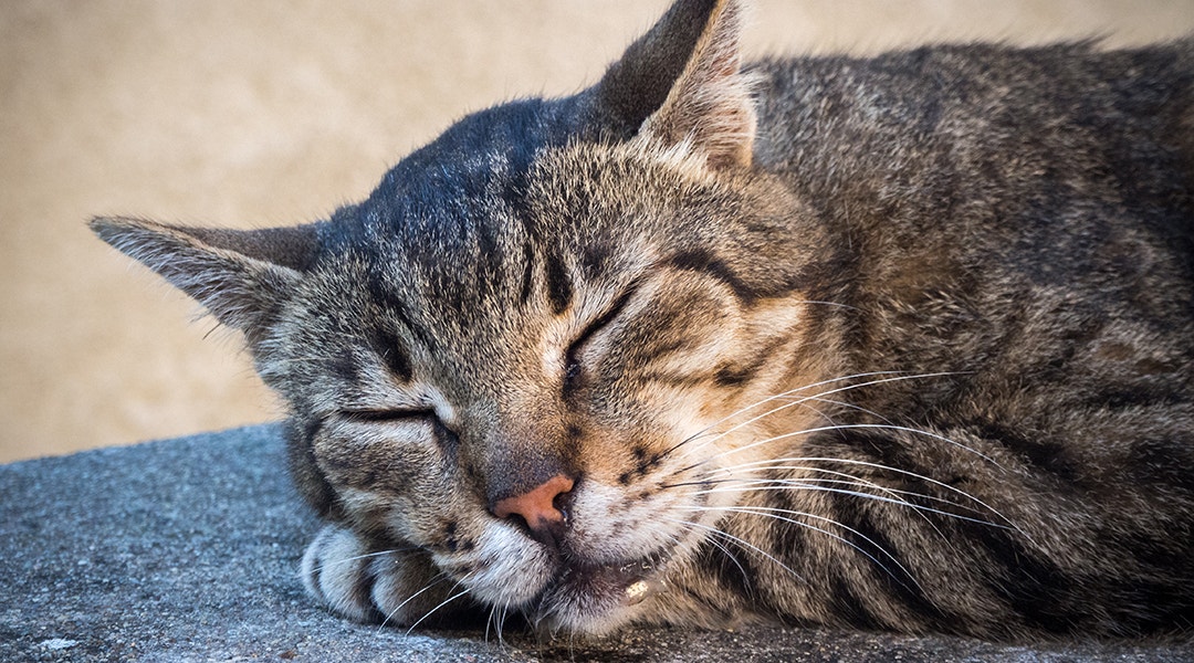 cat drooling while sleeping