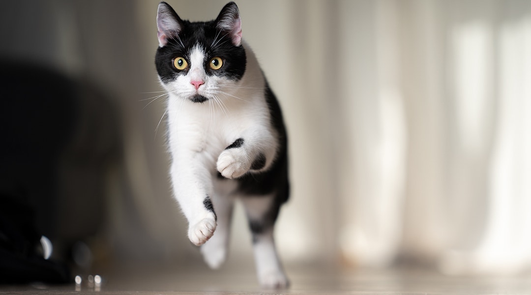 cat running indoors