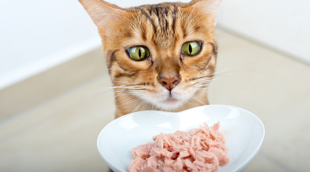 Cat looking at a bowl of tuna wet food.