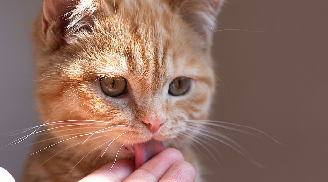 Close-up photography of a ginger kitten, licking the hand of its owner.