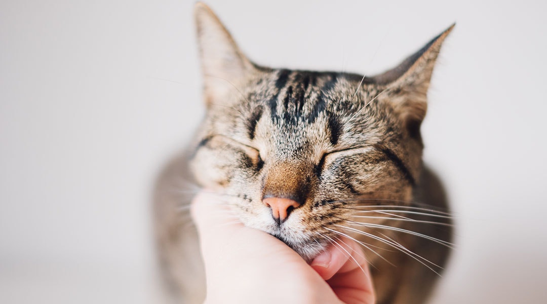 Cute tabby kitty enjoying the caresses of his human.