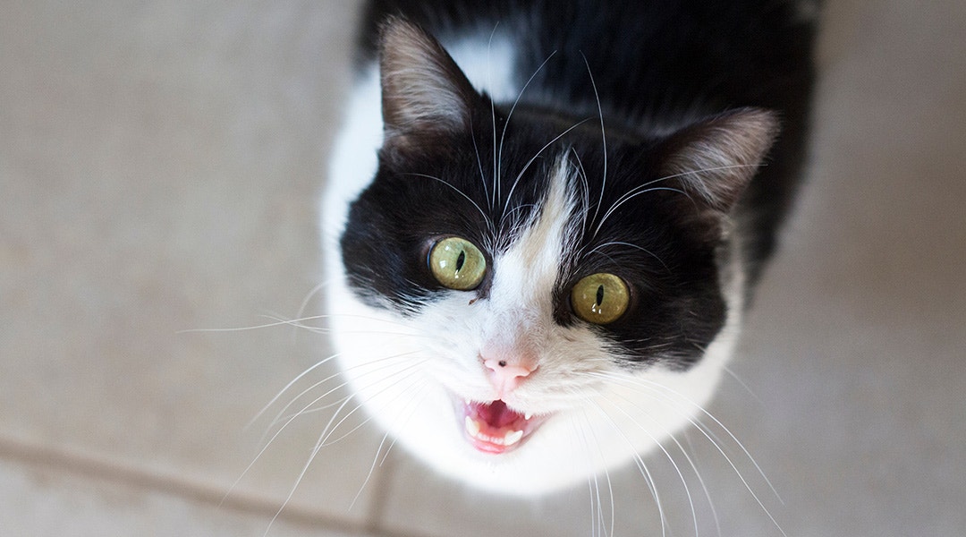 Cute black and white cat meowing
