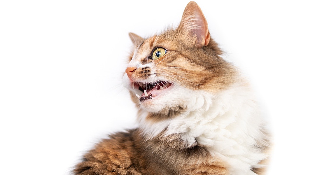 Fluffly cat chirping or chattering at something.