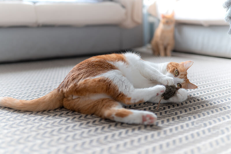 Cat playing with toy mouse