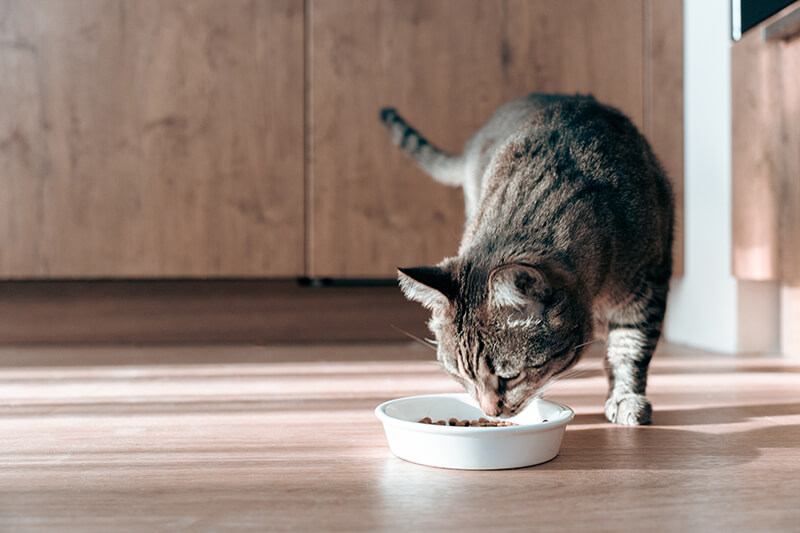 Cat smelling food from a bowl