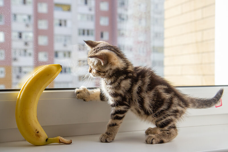 Kitten near a banana