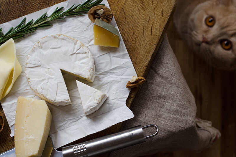 Cat looks where on the table is a cheese board with different cheeses