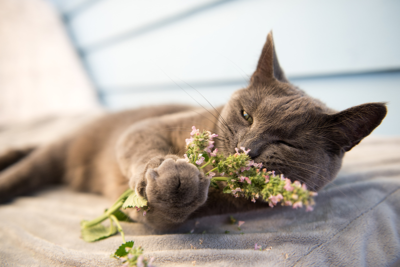 Grey cat enjoying fresh catnip outside
