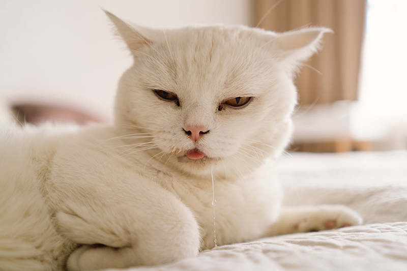 a white cat drooling