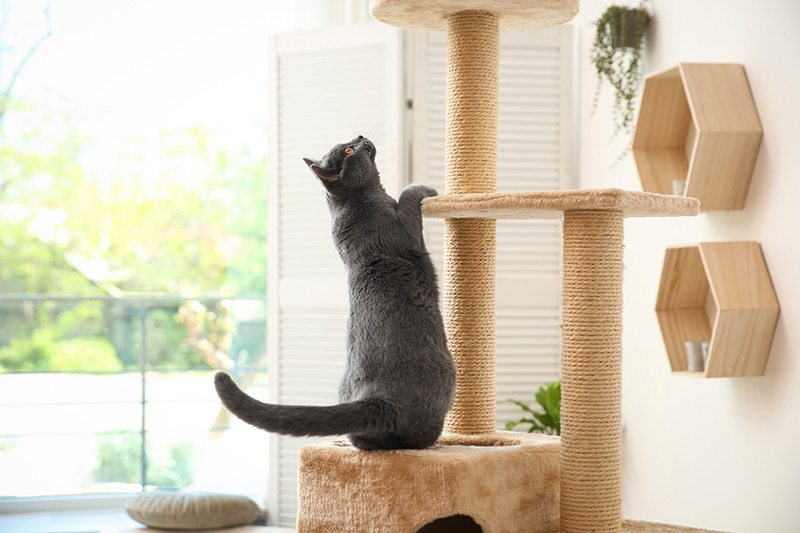 Cat standing in a cat tree looking up