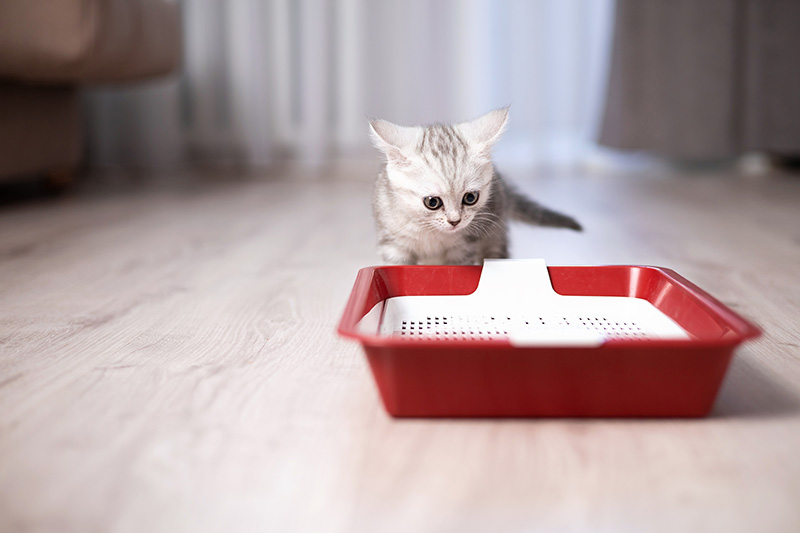 A small grey-and-white kitten exploring its toilet tray