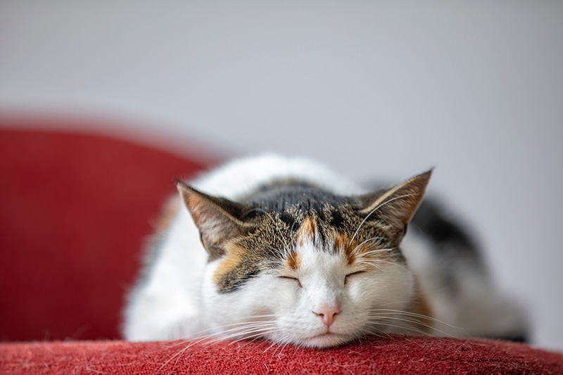 Cute cat sleeping on a red sofa.