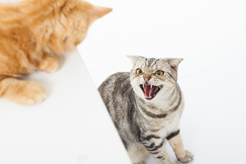 closeup of two cats in a conflict over white background