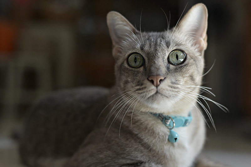 The tabby cat stared suspiciously whit big spakling eyes